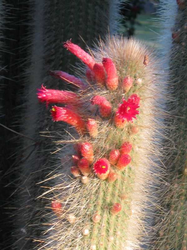 [Foto de planta, jardin, jardineria]